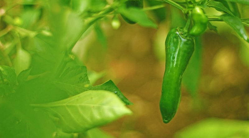 Pepper Cultivation مرچ کی کاشت काली मिर्च की खेती - forestrypedia.com