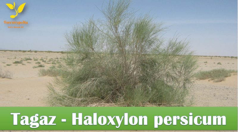 Tagaz (Haloxylon persicum) Conservation Strategy Balochistan - forestrypedia.com