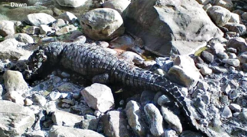 Marsh Crocodiles (Mugger Crocodiles) in Sulaiman Range Lakes of Rajanpur District - forestrypedia.com
