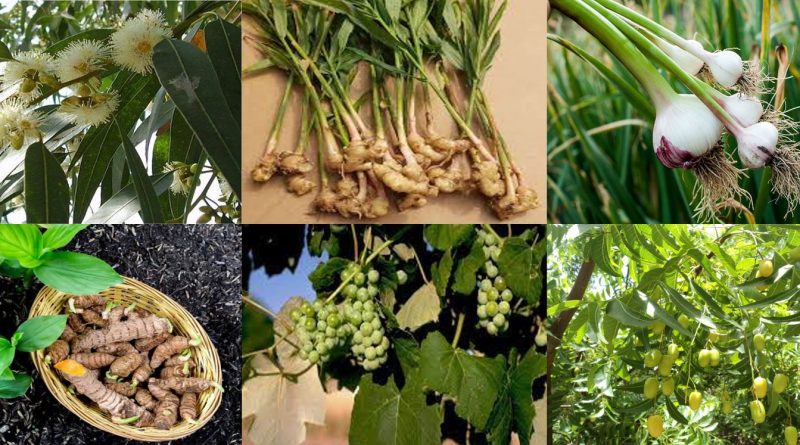 Relevance of Ethnobotanical Medicines in the Context of Covid-19 - Seemab Akram - forestrypedia.com