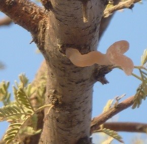 Acacia Senegal (L.) Wilid