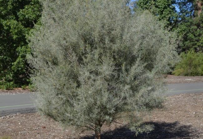 Acacia aneura F. V. Muell.