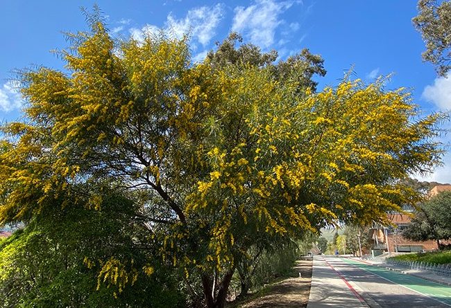 Acacia cyanophylla Lindl.