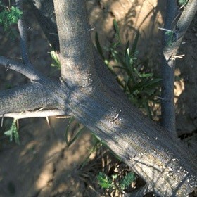 Acacia farnesiana (L.) Willd.