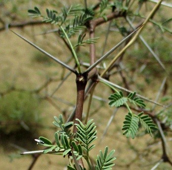 Acacia jacquemontii benth.