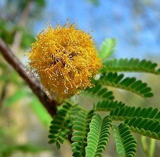 Acacia jacquemontii benth.