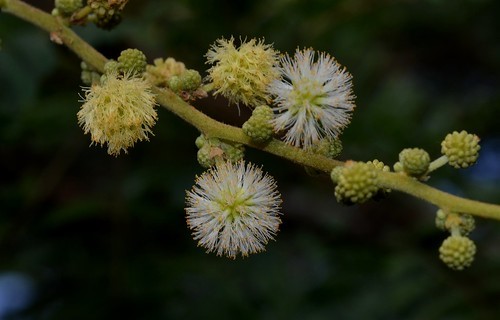 Acacia leucophloea Willd.

