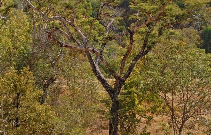 Acacia leucophloea Willd.