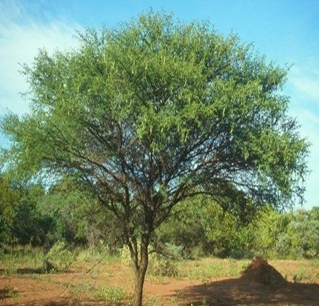 Acacia nilotica Linn.