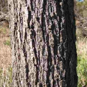 Acacia saligna (Labill.) H. Wendi