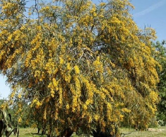 Acacia saligna (Labill.) H. Wendi.