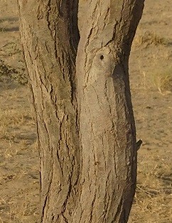 Acacia tortilis (Forsk.) Hayne.