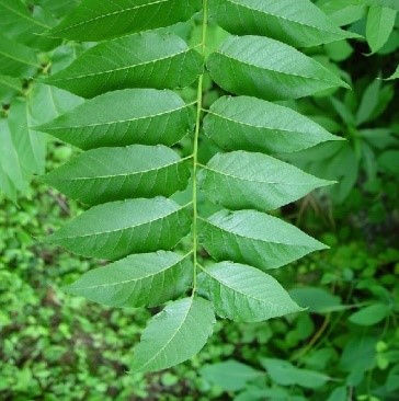 Ailanthus altissima (Mill.) Swingle.