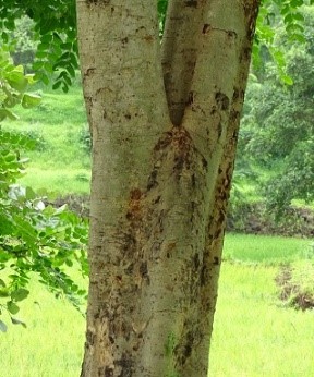 Albizia procera (Roxb.) Benth