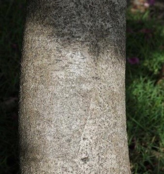Bauhinia variegata Linn

