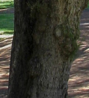 Casuarina equisetifolia Linn.