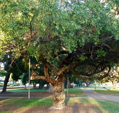 Conocarpus erectus