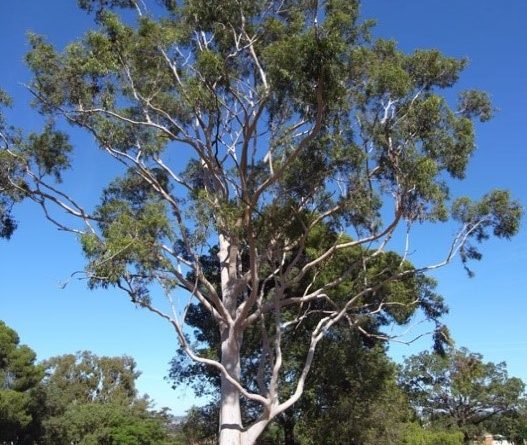 Eucalyptus citriodora Hook.