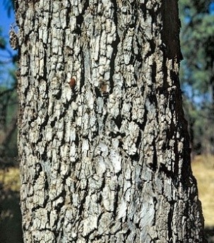Eucalyptus microtheca F. Muell.
