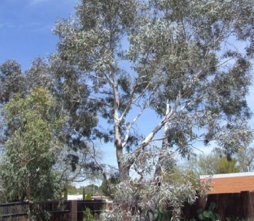 Eucalyptus microtheca F. Muell.