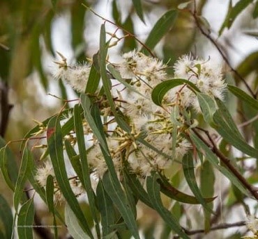 Eucalyptus tereticornis Sm.
