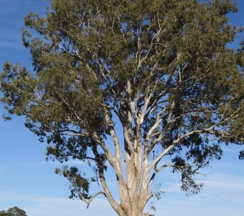 Eucalyptus tereticornis Sm.