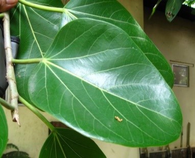 Ficus benghalensis Linn
