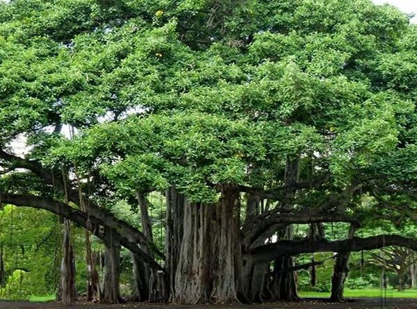 Ficus benghalensis Linn