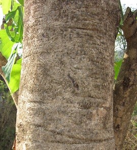 Gmelina arborea Roxb.
