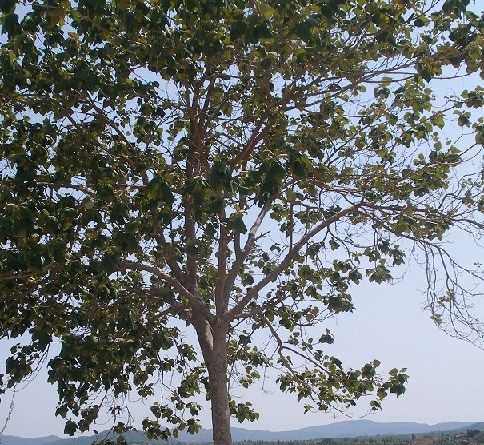 Gmelina arborea Roxb.