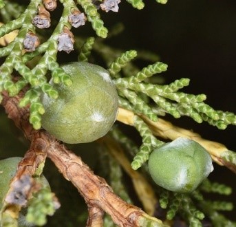 Juniperus excelsa M. Bieb.
