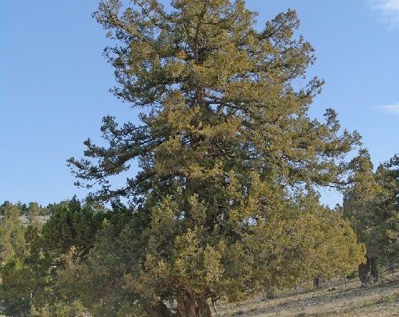 Juniperus excelsa M. Bieb.