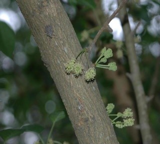 Maclura pomifera (R.af) Schneid.