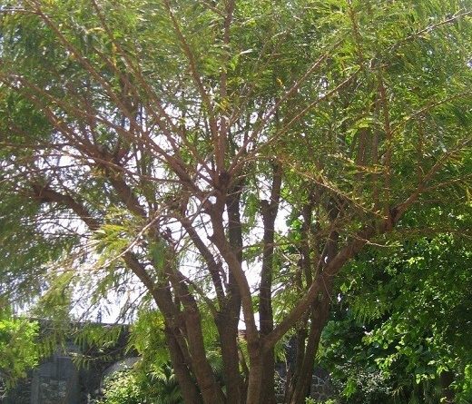 Phyllanthus emblica Linn. (Emblica officinalis)