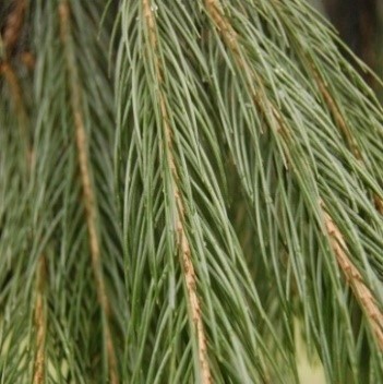 Picea smithiana (Wall) Boiss