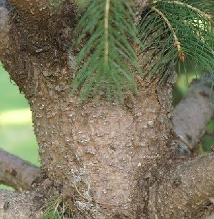 Picea smithiana (Wall) Boiss