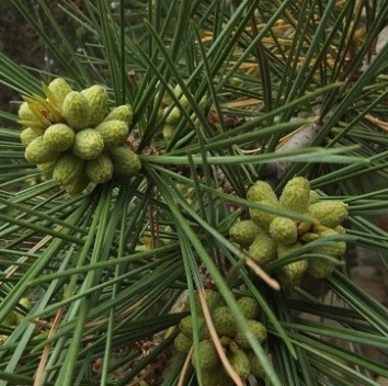 Pinus gerardiana Wall. Ex Lamb.