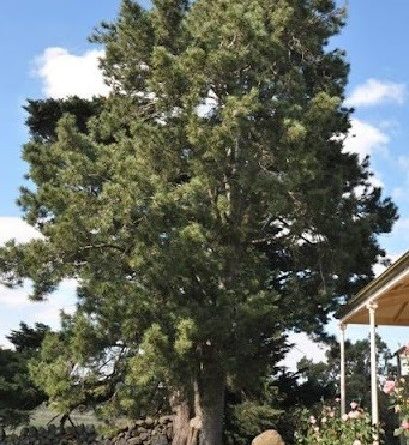 Pinus gerardiana Wall. Ex Lamb.