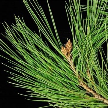Pinus halepensis Miller