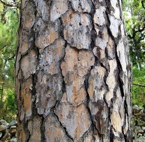 Pinus roxburghii Sargent