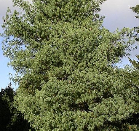 Pinus wallichiana A.B. Jackson