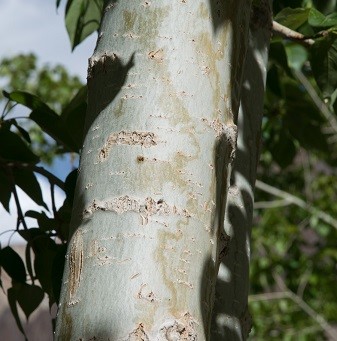 Populus ciliata Wall. Ex. Royle