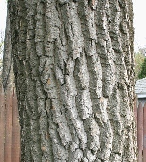 Populus deltoides Bartr