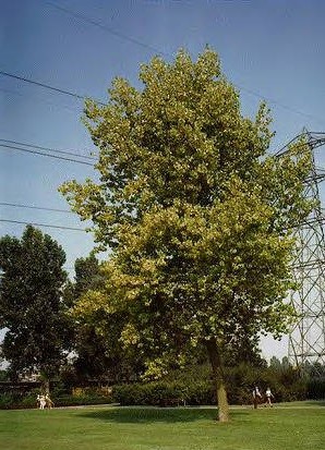 Populus euramericana C V-1-214 (Dada) Guinier