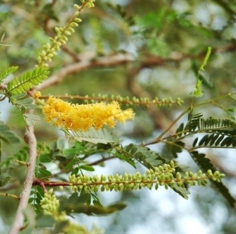 Prosopis cineraria (Linn.) Druce.