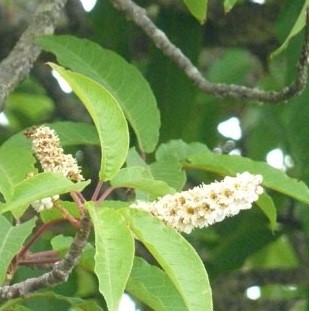 Prunus cornuta (Wall. Ex. Royle) Steud.