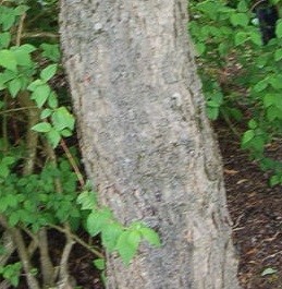Prunus cornuta (Wall. Ex. Royle) Steud.
