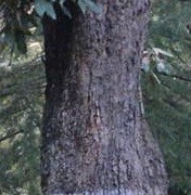 Quercus baloot Griff.