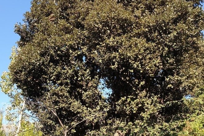 Quercus dilatata Royle.