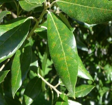 Quercus ilex.